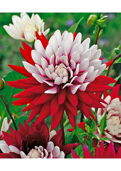 15 Adet Dev Yıldız Dahlia Çiçeği Soğanı Yumrusu 7 Cm.yeni Mahsul.. 12 Farklı Renk fiyatları