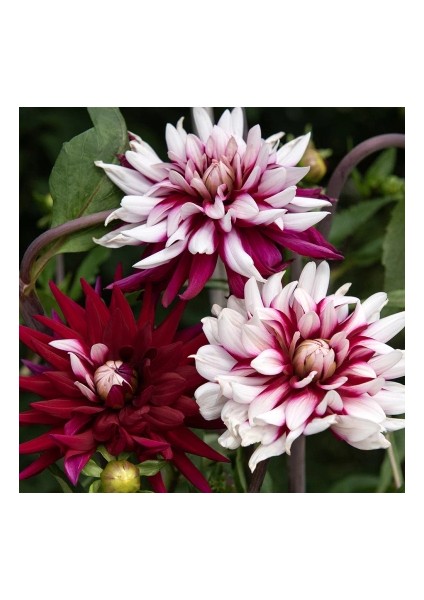 15 Adet Dev Yıldız Dahlia Çiçeği Soğanı Yumrusu 7 Cm.yeni Mahsul.. 12 Farklı Renk