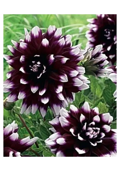 15 Adet Dev Yıldız Dahlia Çiçeği Soğanı Yumrusu 7 Cm.yeni Mahsul.. 12 Farklı Renk fiyatları