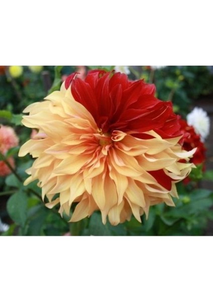 15 Adet Dev Yıldız Dahlia Çiçeği Soğanı Yumrusu 7 Cm.yeni Mahsul.. 12 Farklı Renk fırsatları