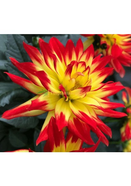 15 Adet Dev Yıldız Dahlia Çiçeği Soğanı Yumrusu 7 Cm.yeni Mahsul.. 12 Farklı Renk