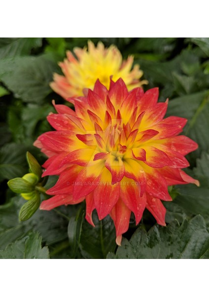 15 Adet Dev Yıldız Dahlia Çiçeği Soğanı Yumrusu 7 Cm.yeni Mahsul.. 12 Farklı Renk