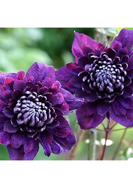 15 Adet Dev Yıldız Dahlia Çiçeği Soğanı Yumrusu 7 Cm.yeni Mahsul.. 12 Farklı Renk