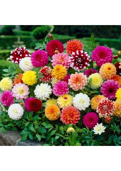 15 Adet Dev Yıldız Dahlia Çiçeği Soğanı Yumrusu 7 Cm.yeni Mahsul.. 12 Farklı Renk indirimleri