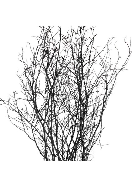 Kumkum Kuru Bitki Siyah Gürgen Dalı 60 - 80 cm - Dekorasyon Obje ve güzel görünüm fiyatları