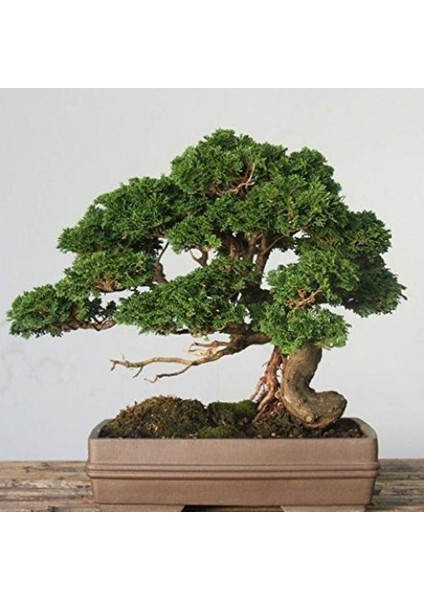 BONSAİ SERVİ SETİ (FİDAN+BONSAİ SAKSI+TOPRAK +BİTKİ BESİNİ)