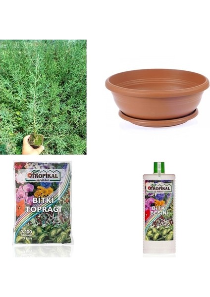 BONSAİ SERVİ SETİ (FİDAN+BONSAİ SAKSI+TOPRAK +BİTKİ BESİNİ) fiyatları