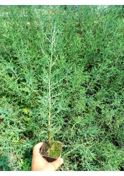 BONSAİ SERVİ SETİ (FİDAN+BONSAİ SAKSI+TOPRAK +BİTKİ BESİNİ) modelleri