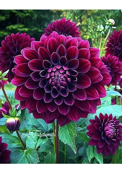 9 Adet Dev Yıldız Dahlia Çiçeği Soğanı Yumrusu 7 Cm.yeni Mahsul.. 9 Farklı Renk.çimlenme Garantili.. fiyatları