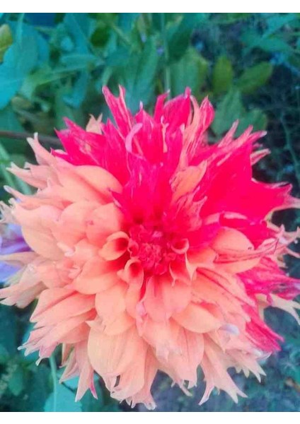 9 Adet Dev Yıldız Dahlia Çiçeği Soğanı Yumrusu 7 Cm.yeni Mahsul.. 9 Farklı Renk.çimlenme Garantili.. fırsatları