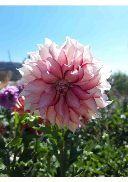 9 Adet Dev Yıldız Dahlia Çiçeği Soğanı Yumrusu 7 Cm.yeni Mahsul.. 9 Farklı Renk.çimlenme Garantili.. indirimleri