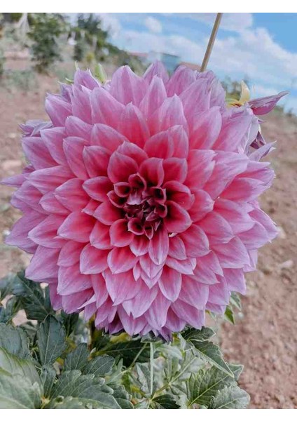 9 Adet Dev Yıldız Dahlia Çiçeği Soğanı Yumrusu 7 Cm.yeni Mahsul.. 9 Farklı Renk.çimlenme Garantili..