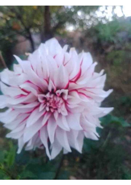 9 Adet Dev Yıldız Dahlia Çiçeği Soğanı Yumrusu 7 Cm.yeni Mahsul.. 9 Farklı Renk.çimlenme Garantili..