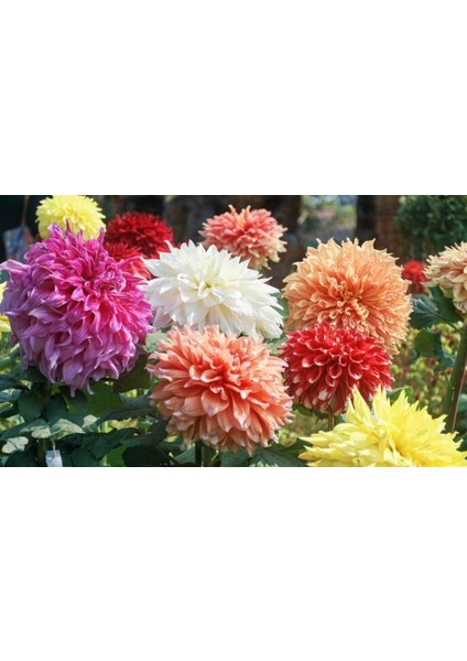 9 Adet Dev Yıldız Dahlia Çiçeği Soğanı Yumrusu 7 Cm.yeni Mahsul.. 9 Farklı Renk.çimlenme Garantili..