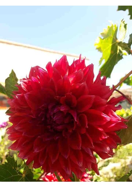 9 Adet Dev Yıldız Dahlia Çiçeği Soğanı Yumrusu 7 Cm.yeni Mahsul.. 9 Farklı Renk.çimlenme Garantili.. fiyatları