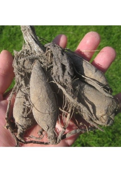 9 Adet Dev Yıldız Dahlia Çiçeği Soğanı Yumrusu 7 Cm.yeni Mahsul.. 9 Farklı Renk.çimlenme Garantili..