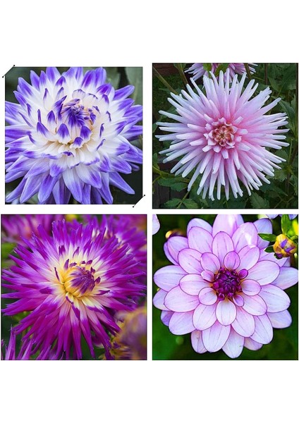 9 Adet Dev Yıldız Dahlia Çiçeği Soğanı Yumrusu Yumru Boyu 9 Cm.yeni Mahsul.. 9 Farklı Renk.çimlenme Garantili.. fırsatları