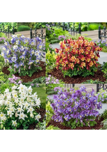 Bodur Haseki Küpesi Tohumu Karışımı Columbine Aquilegia Vulgaris fiyatları