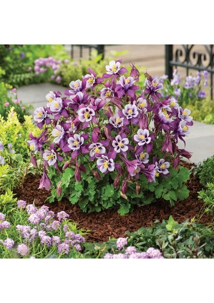 Bodur Haseki Küpesi Tohumu Karışımı Columbine Aquilegia Vulgaris modelleri