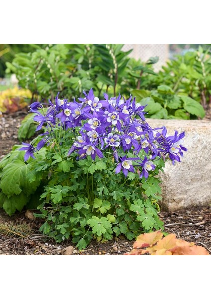 Bodur Haseki Küpesi Tohumu Karışımı Columbine Aquilegia Vulgaris fırsatları