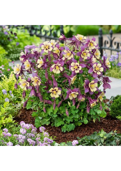 Bodur Haseki Küpesi Tohumu Karışımı Columbine Aquilegia Vulgaris indirimleri