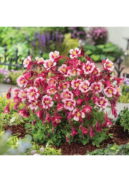 Bodur Haseki Küpesi Tohumu Karışımı Columbine Aquilegia Vulgaris