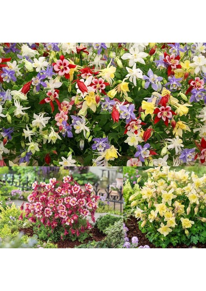 Bodur Haseki Küpesi Tohumu Karışımı Columbine Aquilegia Vulgaris