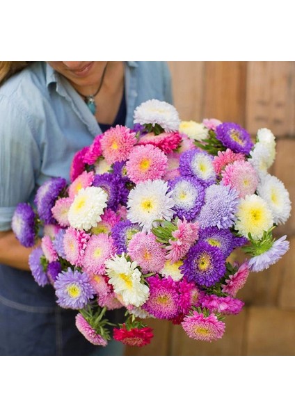 Katmerli Pompon Aster Tohumu Karışık Renkli Callistephus Chinensis Powder Puff China Aster