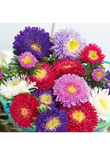 Katmerli Pompon Aster Tohumu Karışık Renkli Callistephus Chinensis Powder Puff China Aster modelleri