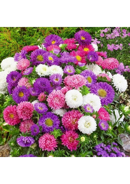 Katmerli Pompon Aster Tohumu Karışık Renkli Callistephus Chinensis Powder Puff China Aster fırsatları