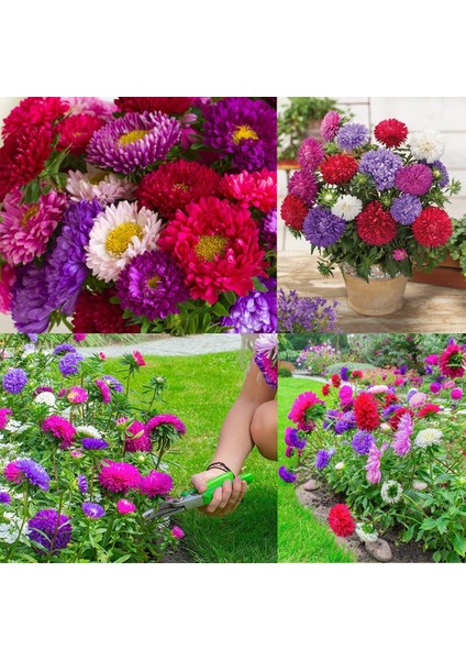 Katmerli Pompon Aster Tohumu Karışık Renkli Callistephus Chinensis Powder Puff China Aster