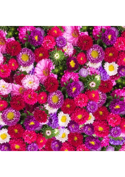 Katmerli Pompon Aster Tohumu Karışık Renkli Callistephus Chinensis Powder Puff China Aster