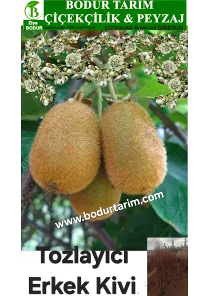 Bulancak Doku Kültürü Sarmaşık 2 Yaşında Tüplü Topraklı Tozlayıcı Erkek Kivi Meyve Fidanı