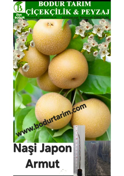 Bulancak 2 Yaşında Yarı Bodur Tüplü Topraklı Aşılı Naşi Japon Armut Meyve Fidanı