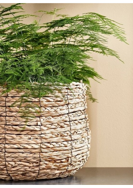 Avalon Orta Boy Hasır Saksı fiyatları