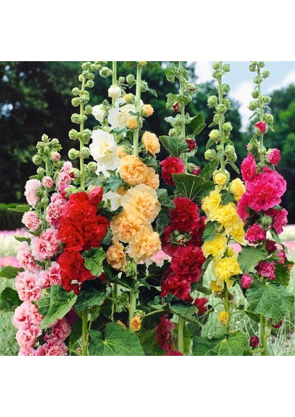 Katmerli Gülhatmi Tohumu Hibrit Chaters Double Alcea Rosea Hollyhock