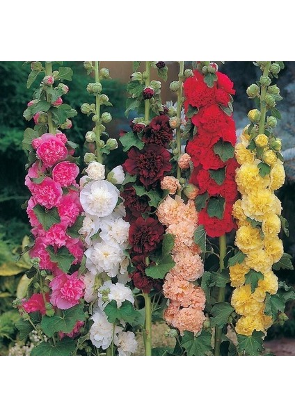 Katmerli Gülhatmi Tohumu Hibrit Chaters Double Alcea Rosea Hollyhock fiyatları
