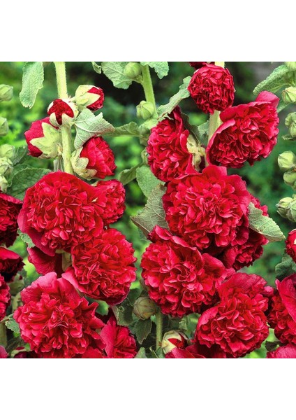 Katmerli Gülhatmi Tohumu Hibrit Chaters Double Alcea Rosea Hollyhock modelleri