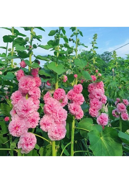 Katmerli Gülhatmi Tohumu Hibrit Chaters Double Alcea Rosea Hollyhock fırsatları