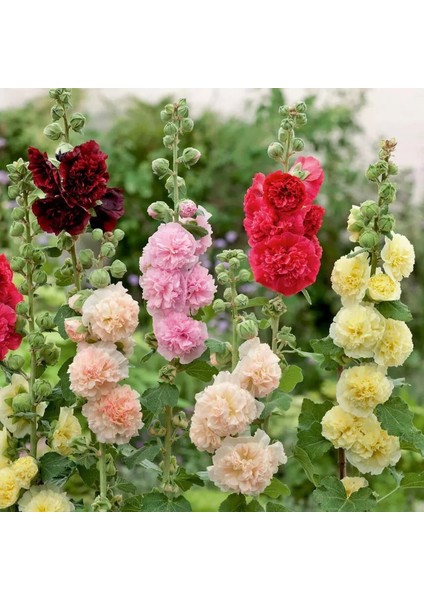 Katmerli Gülhatmi Tohumu Hibrit Chaters Double Alcea Rosea Hollyhock indirimleri
