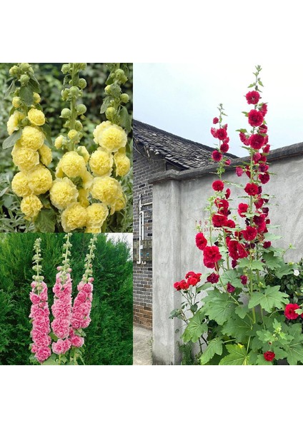Katmerli Gülhatmi Tohumu Hibrit Chaters Double Alcea Rosea Hollyhock