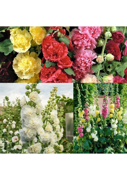 Katmerli Gülhatmi Tohumu Hibrit Chaters Double Alcea Rosea Hollyhock