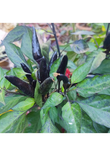 Çok Acılı Siyah Biber (Çiçek Döneminde Meyve Tutmaya Hazırlanıyor)