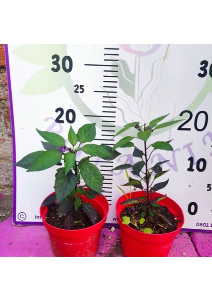 Çok Acılı Siyah Biber (Çiçek Döneminde Meyve Tutmaya Hazırlanıyor) fiyatları