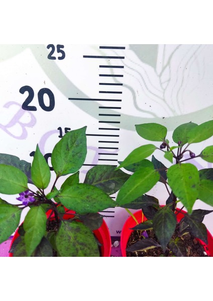 Çok Acılı Siyah Biber (Çiçek Döneminde Meyve Tutmaya Hazırlanıyor) modelleri