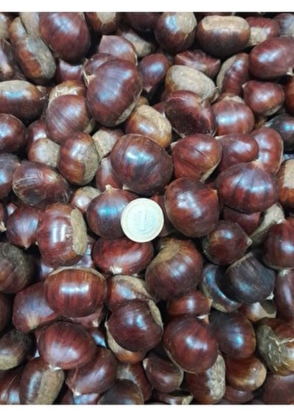 Meşhur Aydın Kuzu Kestane 1 kg fiyatları