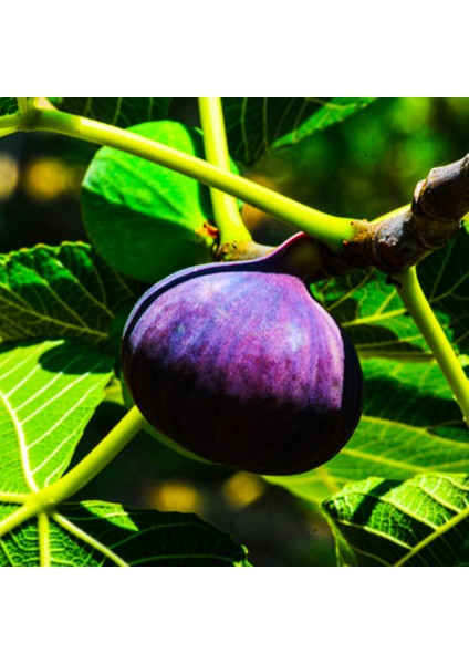 Bursa Siyahı Incir Fidanı Tüplü