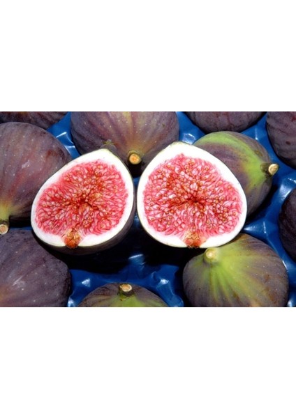 Bursa Siyahı Incir Fidanı Tüplü fiyatları