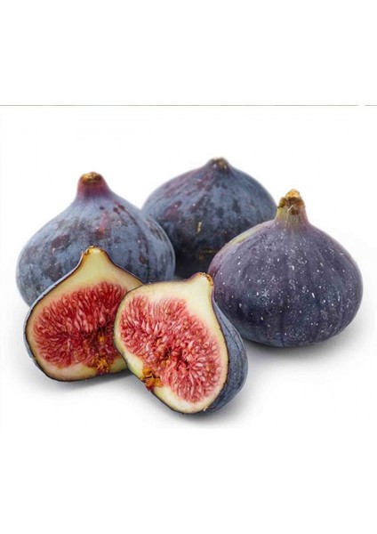 Bursa Siyahı Incir Fidanı Tüplü modelleri