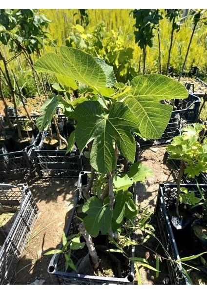 Bursa Siyahı Incir Fidanı Tüplü indirimleri